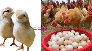 Chicken farming - 174 days of raising free range chickens for meat and eggs at the chicken farm.