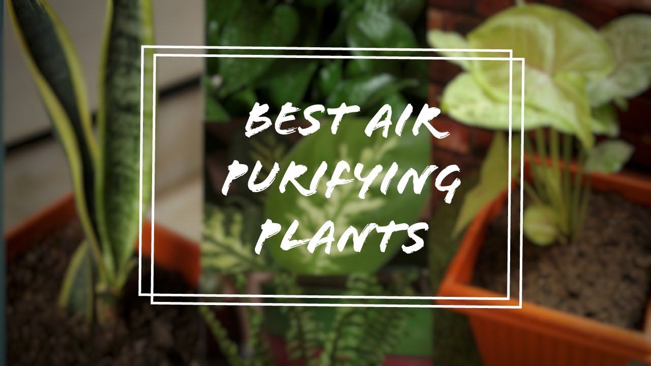Best Air Purifying Plants | NASA Approved Indoor Plants for Fresh Air 🌱