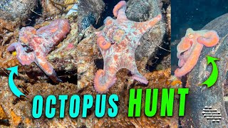 Nocturnal Octopus Engages in Feeding and Hunting Behavior