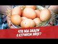 Что мы знаем о курином яйце? - Хочу всё знать