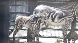 赤ちゃんシマウマ、おしっこする時のしっぽがかわいい。Baby zebras