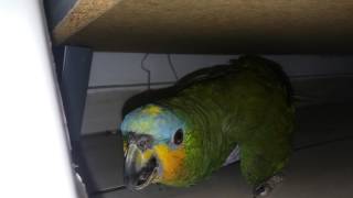 Meu Loro É Chorão..