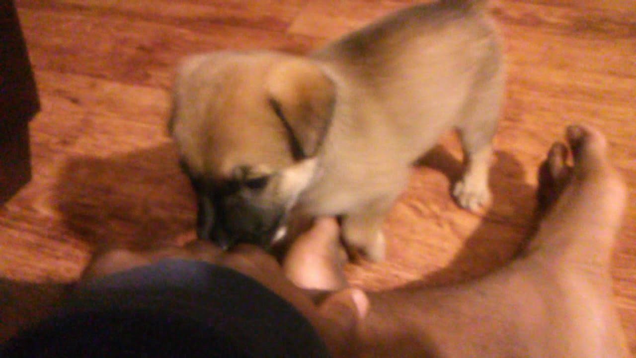 petco hours Say hello to Friender!