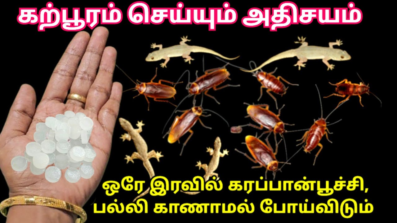 கற்பூரம் கூட இதை சேர்த்து பாருங்க இனி வீட்டில் கரப்பான் பூச்சி, பல்லி தொல்லை இல்லை| kitchen tips