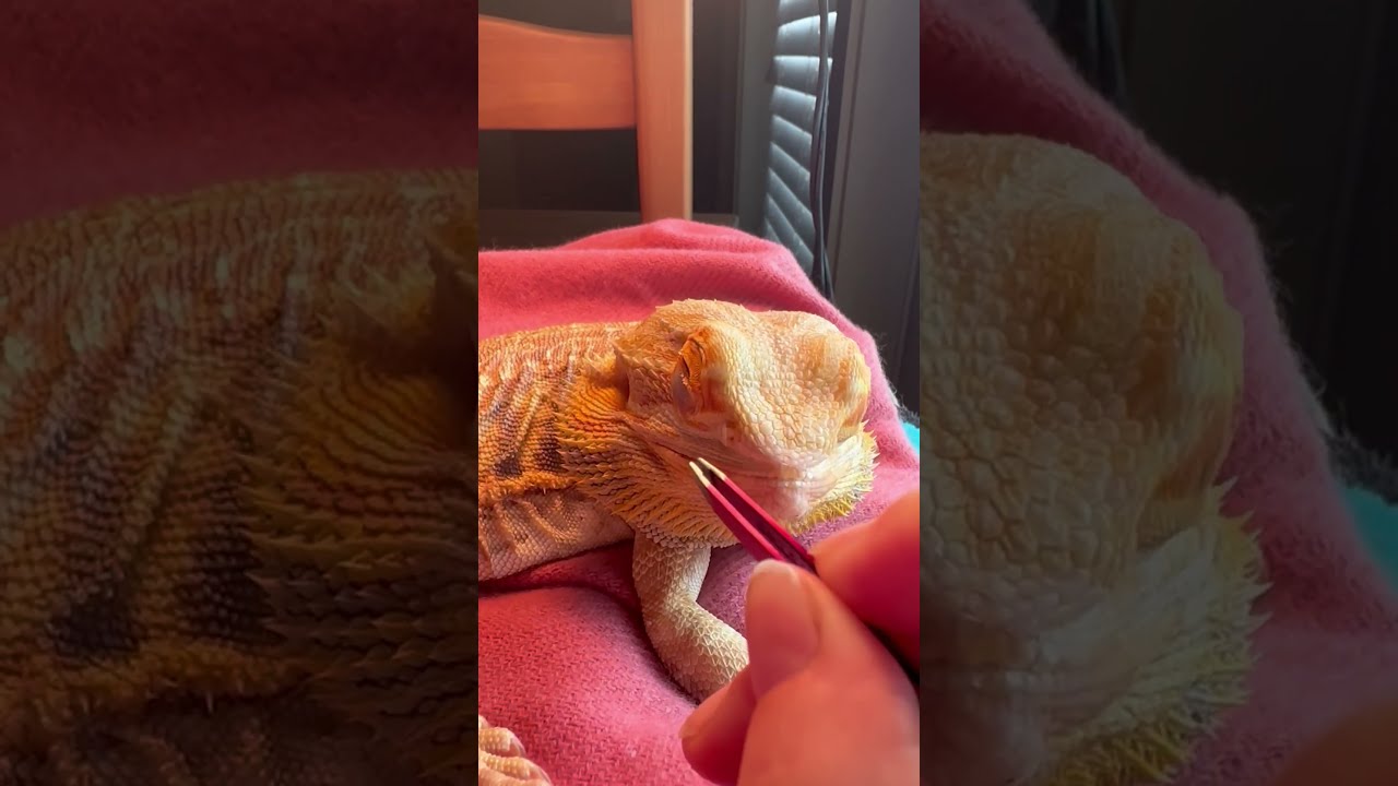 That S One Grumpy Bearded Dragon