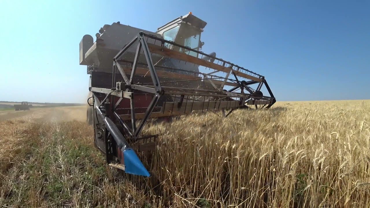 "Нива СК-5" с дополнительным решетом, первый выезд в поле / Уборка пшеницы