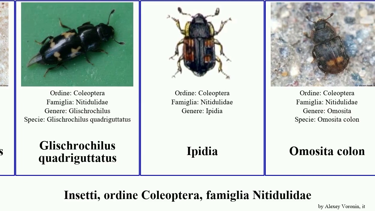 Insetti, ordine Coleoptera, famiglia Nitidulidae colon insect grisea grossa Soronia Omosita Busy