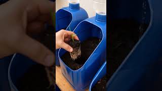 horta sustentável e reciclável
