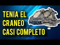 tenía el cráneo casi completo este nuevo dinosaurio #paleontologia #dinosaurios #biologia #ciencia
