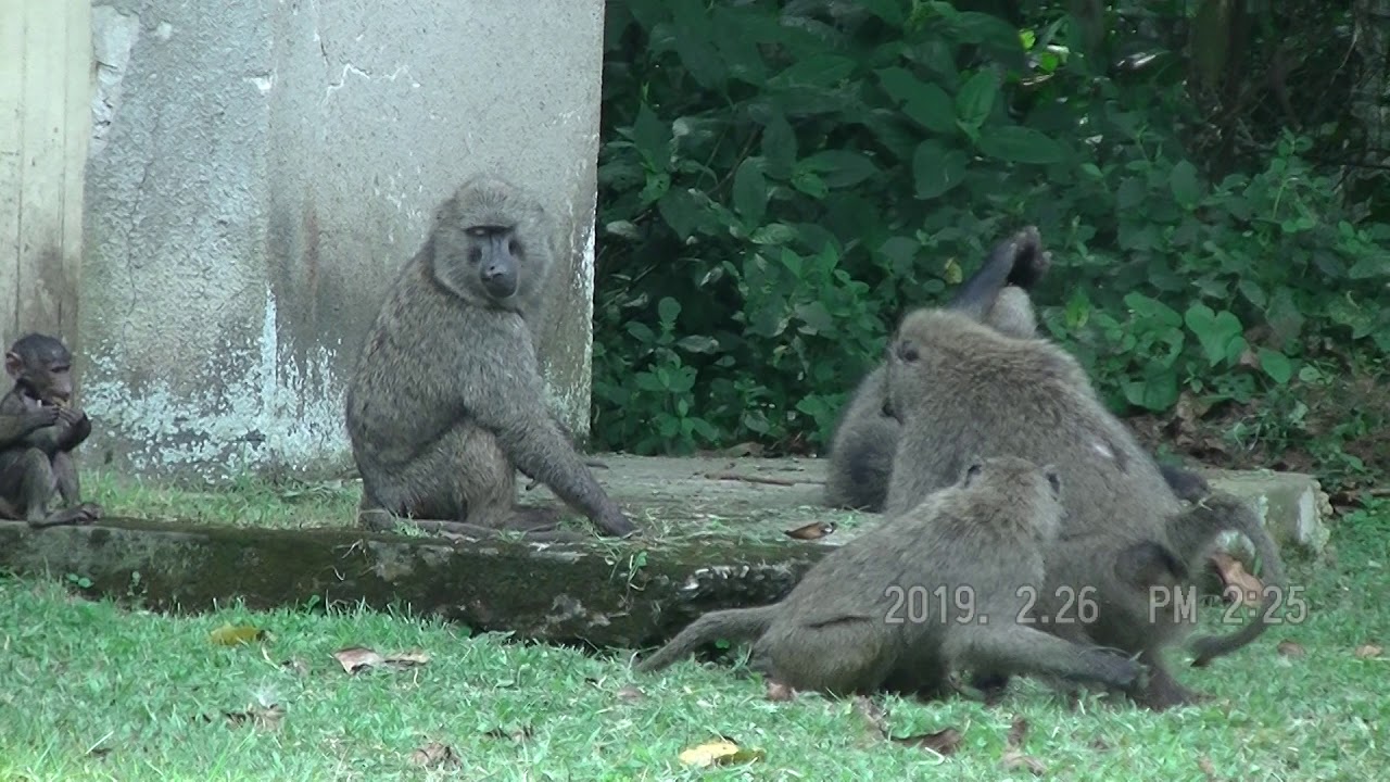 ウガンダ ルワンダ旅行記 その5 ゴリらー日記 2