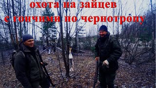 Первый подранок у молодого охотника или второй гонный трофей.  Охота с гончими в Кировской области.