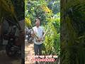 বার্মা খাটো জাতের সুপারি চারা। #agriculture #সুপারি #চারা #চাষ #bangladesh
