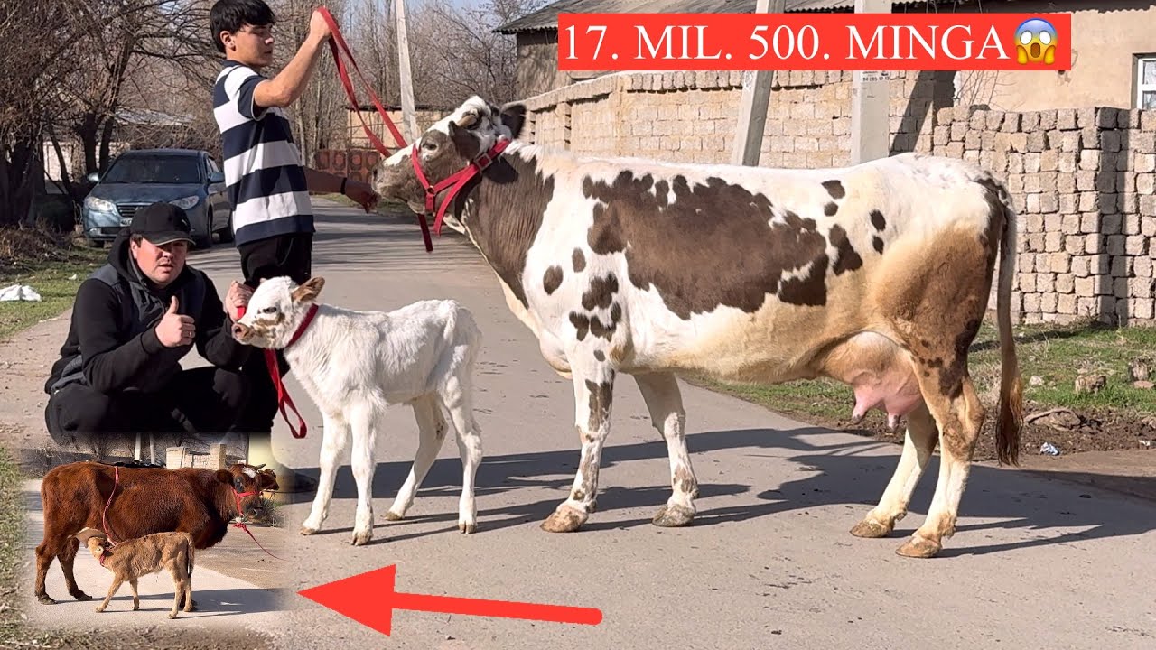 JASURBEK😱F🤝BAYRAMGA.UTA ARZON QIVORDI YANGI P ONA BOLA SIGIRLAR K SHOSHILING💥🏃