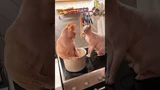 Hairless cat! Funny Cat Videos🤣🤣#cat #funnycats #pets #funnypets #hairlesscats #shorts