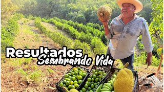 Resultados de Sembrando Vida