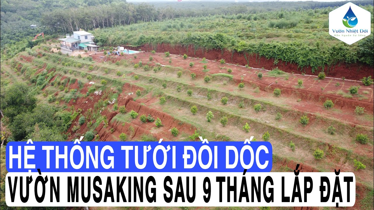 Mô hình tưới đồi dốc cho vườn sầu riêng Musaking, sau 9 tháng hoạt động?