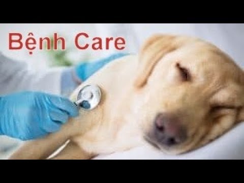 Video: Sự Bùng Phát Dịch Cúm Canine Gây Ra Mối Quan Tâm Cho Những Người Sở Hữu Vật Nuôi ở Chicago