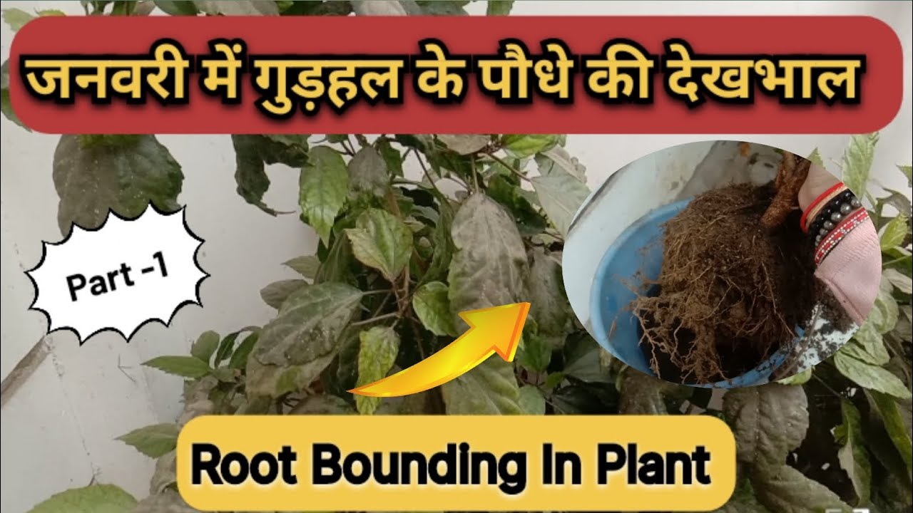 जनवरी में गुड़हल के पौधे की देखभाल ऐसे करें|Gudhal|Hibiscus Plant Care ...
