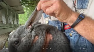 Rabbit Ear Mites How to Treat Them, Updates and 5 Day Results / Don't Waste Money Going to the Vet.