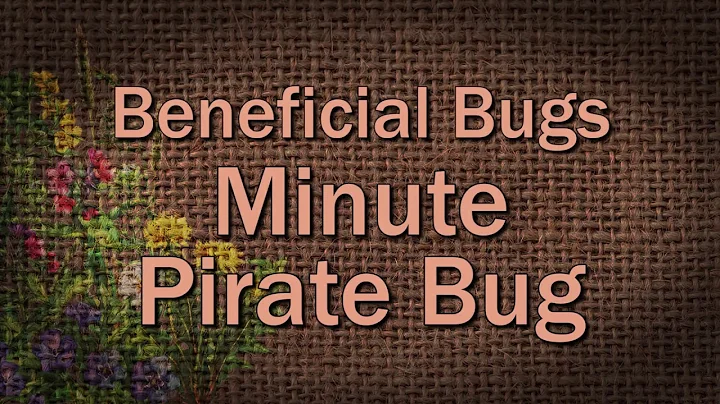 Minute Pirate Bug  Beneficial Bugs