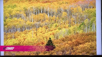 Tree Facts! Quaking Aspen