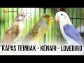 MASTERAN KOMBINASI KAPAS TEMBAK - LOVEBIRD - KENARI