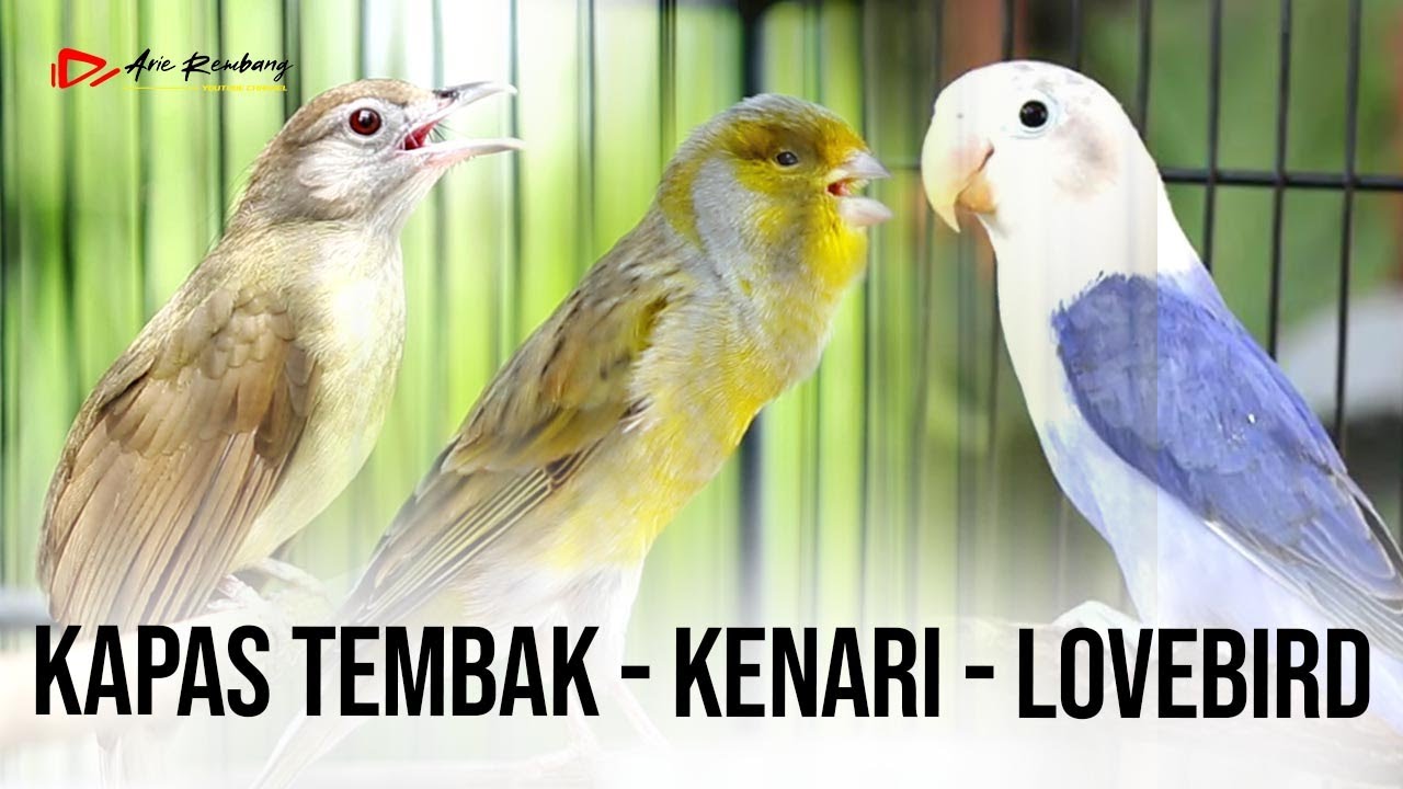 MASTERAN KOMBINASI KAPAS TEMBAK - LOVEBIRD - KENARI