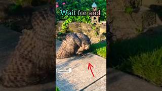 उल्लू wait for and ? owl short shorts animals youtube viral trending owls ??