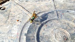 Arı İşaretleme - Boyama - Yabani Arılar Avrupa Eşek Arısı - 1