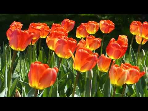 Tulip flowers - YouTube