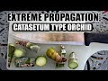 EXTREME PROPAGATION 101 - CATASETUM ORCHID