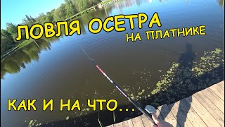 Ловля ОСЕТРА на платнике, КАК И НА ЧТО...