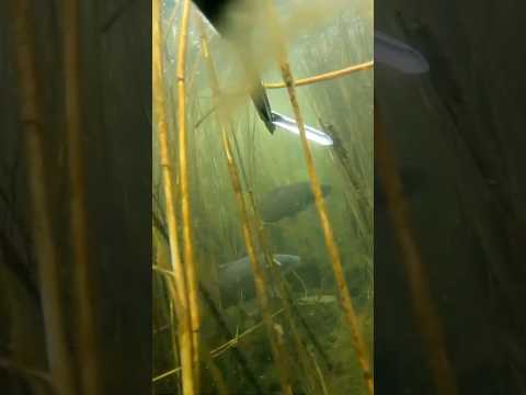 Подводная охота в Дагестане #подводнаяохота #spearfishing #охотанарыбу #fishing #сазан
