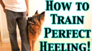 How To Train Any Dog To Heel PERFECTLY!