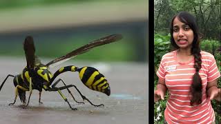 The Elegant Partnership Of Figs And Fig Wasps