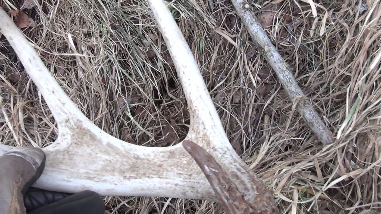 shooting in dc Shed Antler Hunting 2014