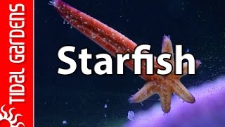 Reef Aquarium Starfish