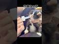無理矢理御薬を飲まされてぶちギレる子猫 #shorts #もちぞう