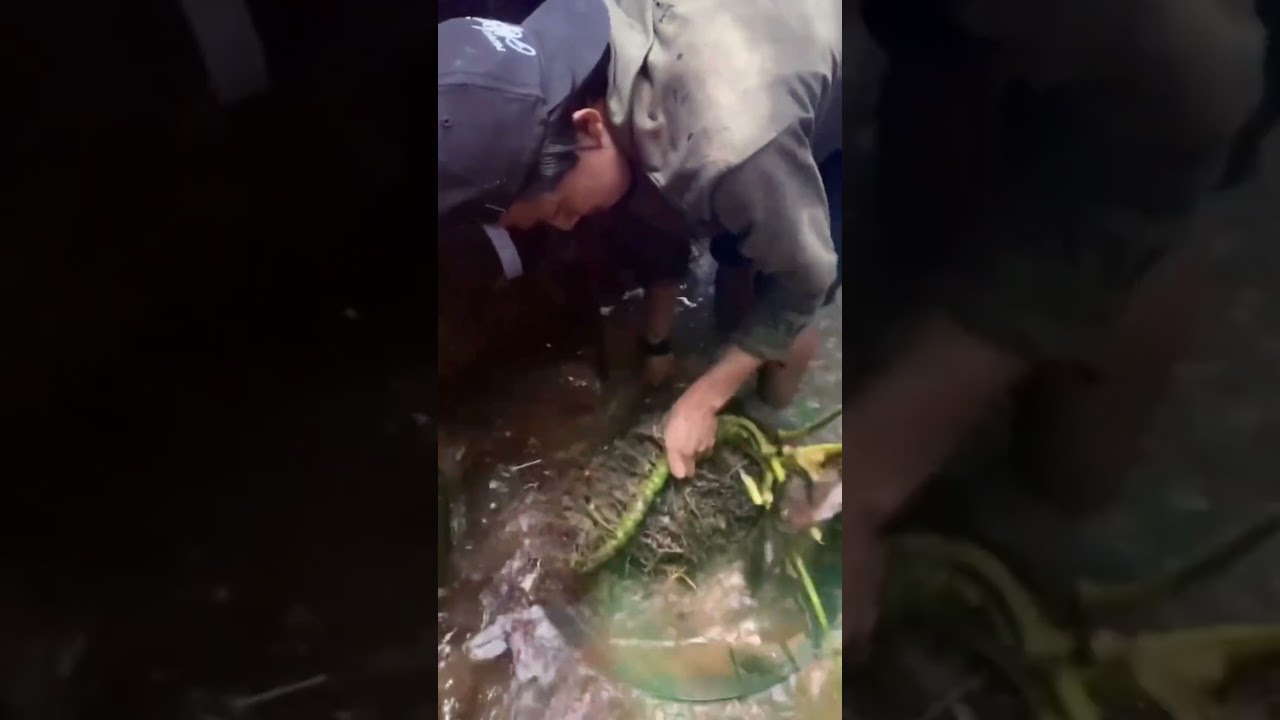 He Followed a Weird Root… Then Found Real GOLD?! 😱 