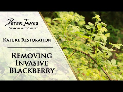 Video: Invasive Blackberry Nroj Tsuag - Yuav Ua Li Cas Rau Weedy Blackberries