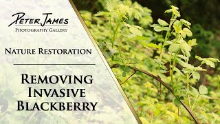 Invasive Blackberry Removal  THIS WORKS!