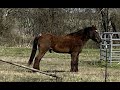 Mix Of Random Videos I Took &amp; Never Posted - Just Visits With The Critters - Horses Cat Rabbit
