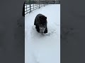 Just a little guy in the snow #horse #minihorse #miniaturehorse #cute #pony