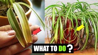 What to do when spider plant leaves turn yellow ? Why Are My Spider Plant Leaves Turning Translucent