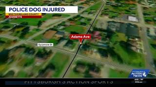 Police dog hurt while assisting in an arrest in Westmoreland County