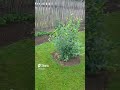 Купили дачу #улеса #дача #дядяпостроилдом