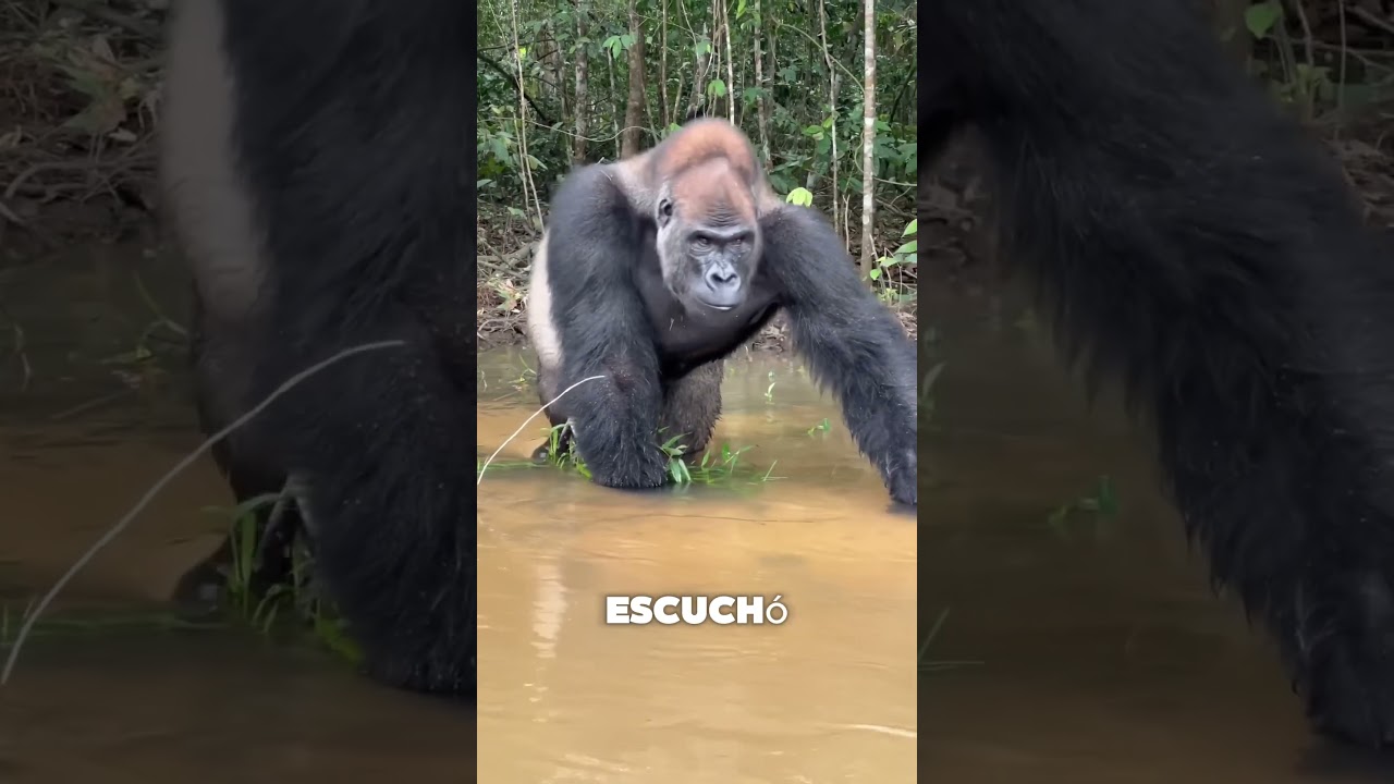 Un gorila detuvo a los humanos… sin usar la fuerza