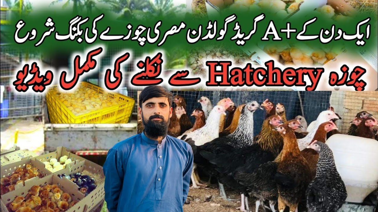 Amazing full process of modern eggs hatchery in PakistanGolden Misri
