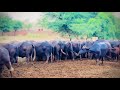 #farming #Buffalo #dairyfarm ##animals #pindawale #brand
