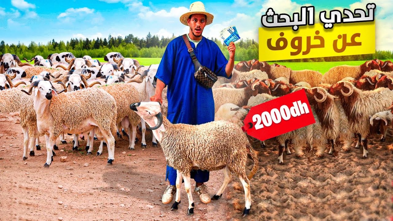 اليوم من سوق تيط مليل جهة دار البيضاء 🇲🇦تحدي البحث عن خروف ب2000dh🤑مع أثمنة شوفو شكون غدي يعيد به🥹